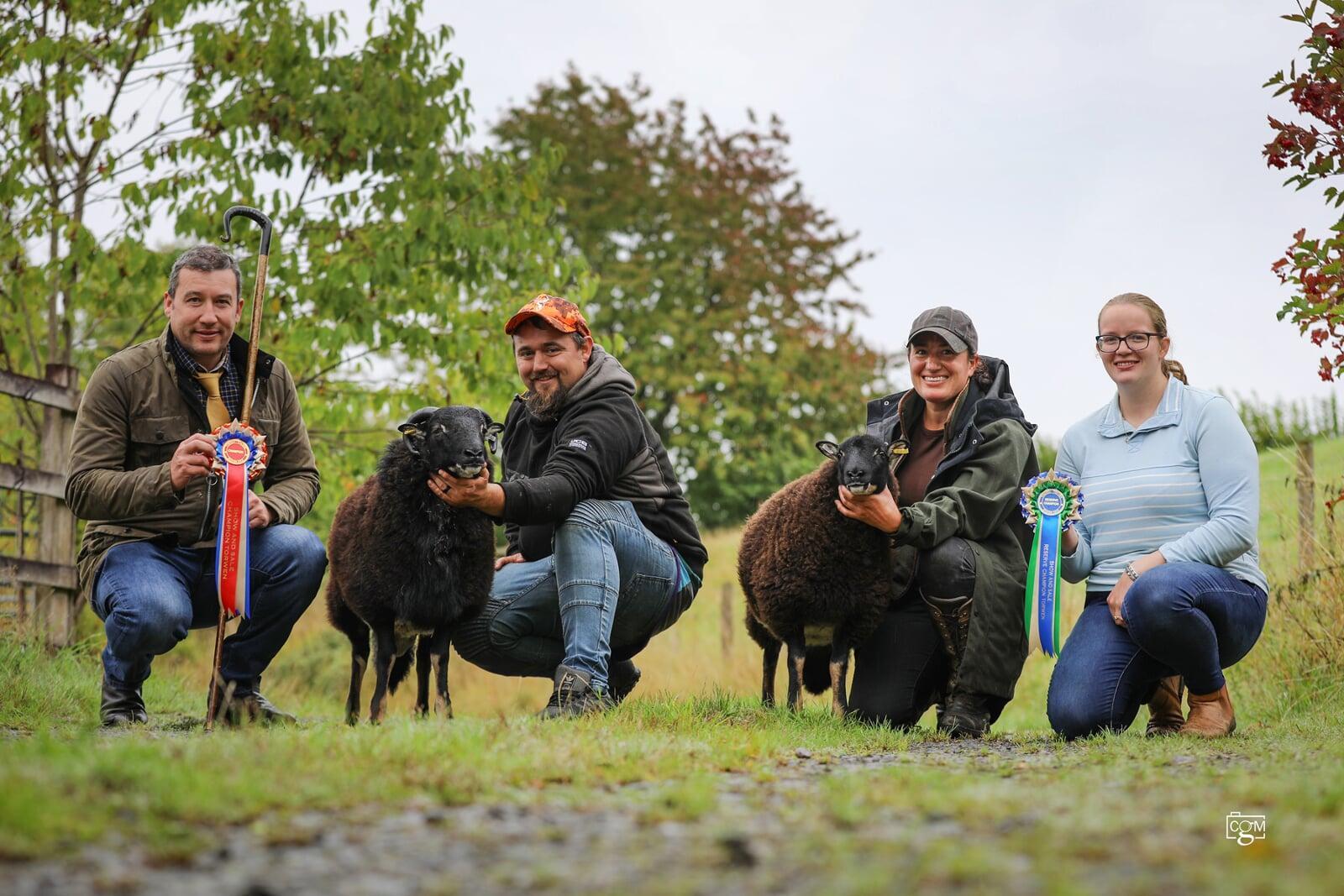 Torwen Badger Face Official Show & Sale